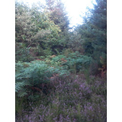 Miel de Forêt Bio France Pyrénées Orientales 2025 pot 250g