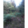 Miel de Forêt Bio France Pyrénées Orientales 2025 pot 250g