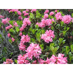 Mielbio.fr Fleurs de Rhododendron sauvage