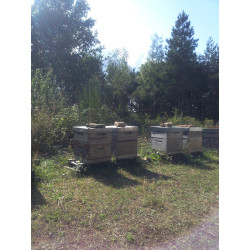 Nos ruches dans la Forêt de Planal, Aude (11)