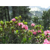 Miel de Rhododendron sauvage des Pyrénées 2020 Bio 500g